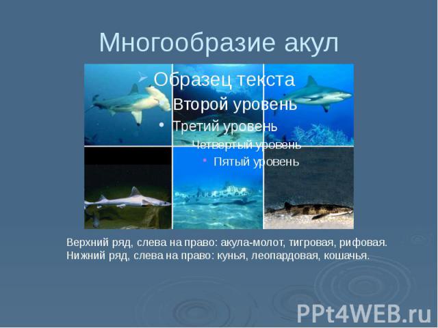 Многообразие акул
