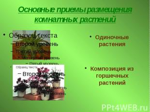 Основные приемы размещения комнатных растений Одиночные растения Композиция из г