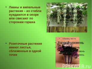 Лианы и ампельные растения – их стебли нуждаются в опоре или свисают по сторонам