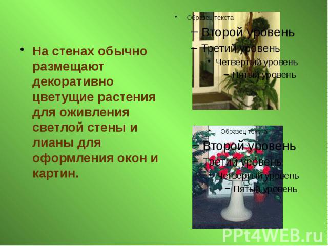 На стенах обычно размещают декоративно цветущие растения для оживления светлой стены и лианы для оформления окон и картин. На стенах обычно размещают декоративно цветущие растения для оживления светлой стены и лианы для оформления окон и картин.