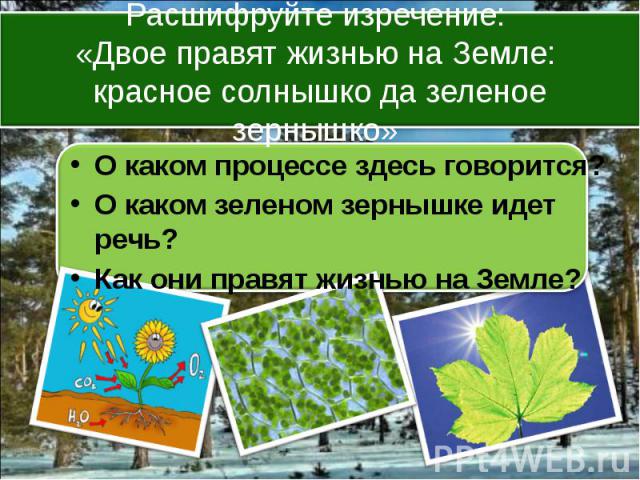 О каком процессе здесь говорится? О каком зеленом зернышке идет речь? Как они правят жизнью на Земле?