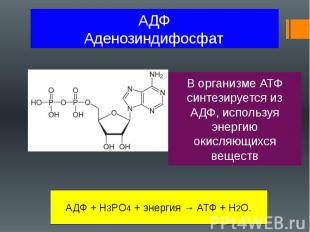 АДФ Аденозиндифосфат