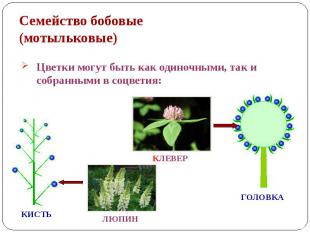 Семейство бобовые (мотыльковые) Цветки могут быть как одиночными, так и собранны