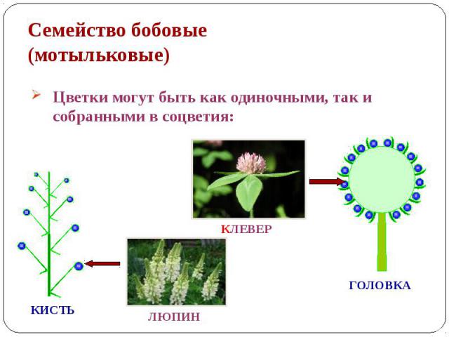 Семейство бобовые (мотыльковые) Цветки могут быть как одиночными, так и собранными в соцветия: