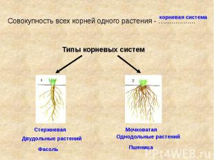 Совокупность всех корней одного растения - …...............