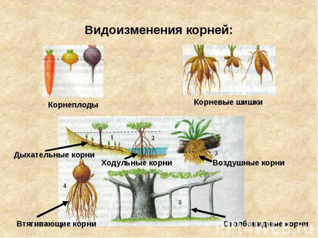 Видоизменения корней: