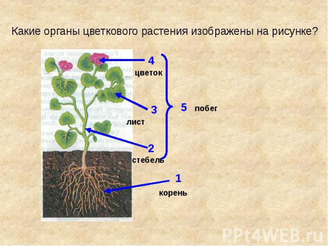 Какие органы цветкового растения изображены на рисунке?