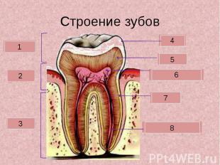 Строение зубов