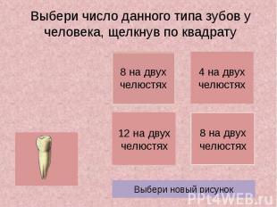 Выбери число данного типа зубов у человека, щелкнув по квадрату