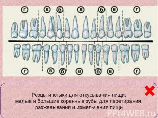 Классификация зубов а – резцы; б – клыки; в- малые коренные; г – большие коренны