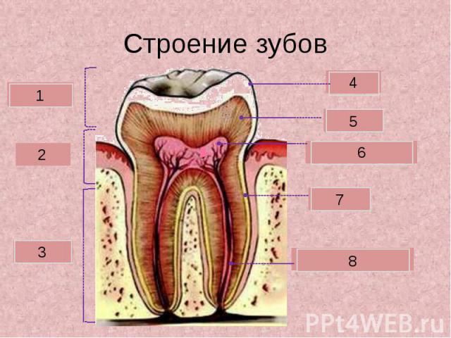 Строение зубов