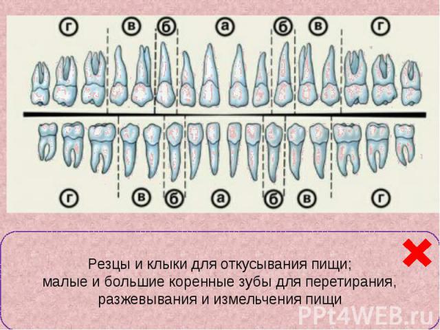 Классификация зубов а – резцы; б – клыки; в- малые коренные; г – большие коренные.