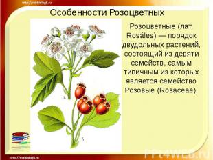 Особенности Розоцветных Розоцветные (лат. Rosáles) — порядок двудольных растений