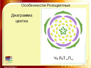 Особенности Розоцветных Диаграмма цветка