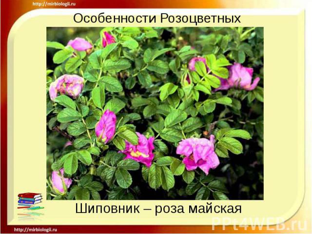 Особенности Розоцветных Шиповник – роза майская
