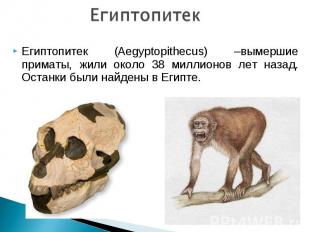Египтопитек (Aegyptopithecus) –вымершие приматы, жили около 38 миллионов лет наз