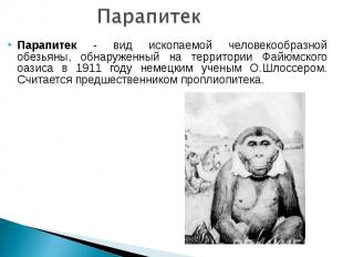 Парапитек - вид ископаемой человекообразной обезьяны, обнаруженный на территории