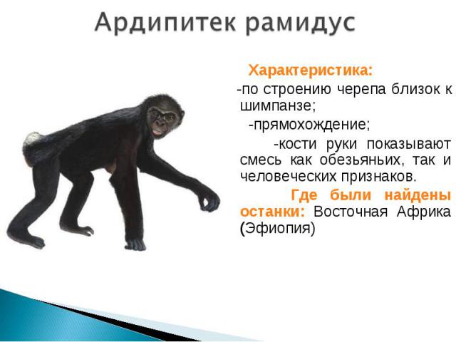 Характеристика: Характеристика: ; -по строению черепа близок к шимпанзе; -прямохождение; -кости руки показывают смесь как обезьяньих, так и человеческих признаков. Где были найдены останки: Восточная Африка (Эфиопия)