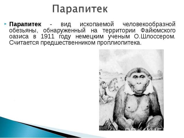 Парапитек - вид ископаемой человекообразной обезьяны, обнаруженный на территории Файюмского оазиса в 1911 году немецким ученым О.Шлоссером. Считается предшественником проплиопитека. Парапитек - вид ископаемой человекообразной обезьяны, обнаруженный …
