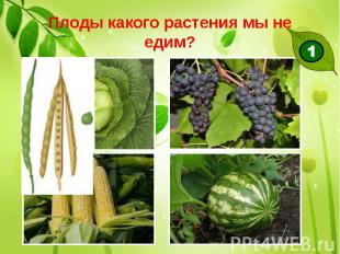 Плоды какого растения мы не едим?
