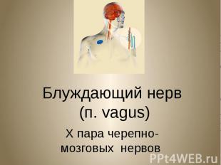 Блуждающий нерв &nbsp;(п. vagus) &nbsp;X пара черепно- мозговых нервов