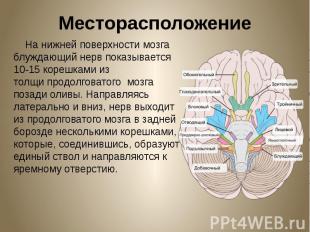 Месторасположение На нижней поверхности мозга блуждающий нерв показывается 10-15