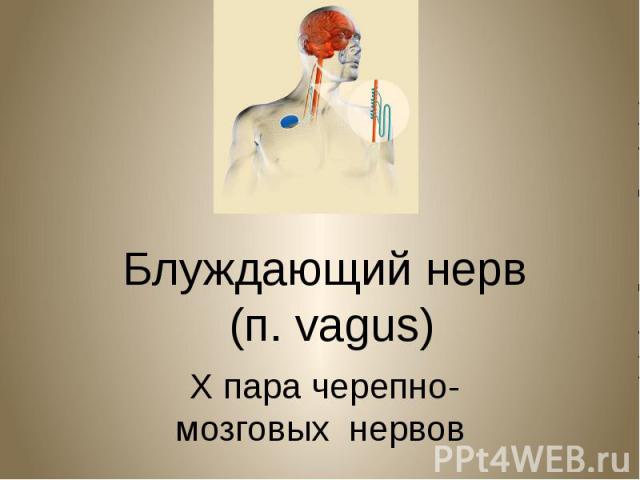 Блуждающий нерв  (п. vagus)  X пара черепно- мозговых нервов