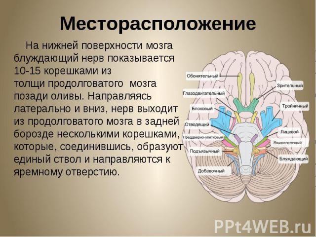 Месторасположение На нижней поверхности мозга блуждающий нерв показывается 10-15 корешками из толщи продолговатого мозга позади оливы. Направляясь латерально и вниз, нерв выходит из продолговатого мозга в задней борозде несколькими корешками, к…