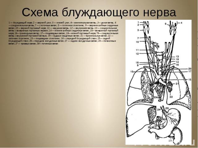 Схема блуждающего нерва 1 — блуждающий нерв; 2 — верхний узел; 3 — нижний узел; 4— менингеальная ветвь; J— ушная ветвь; 6 — соединительная ветвь; 7 — глоточные ветви; S — глоточное сплетение; 9 —&nbs…