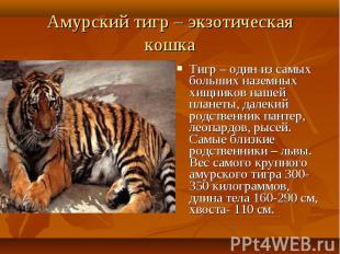 Тигр – один из самых больших наземных хищников нашей планеты, далекий родственни
