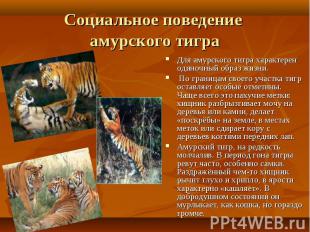 Для амурского тигра характерен одиночный образ жизни. Для амурского тигра характ