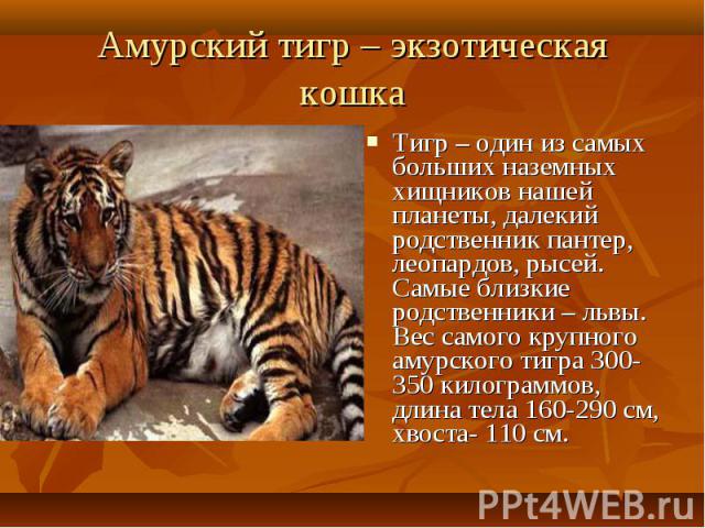 Тигр – один из самых больших наземных хищников нашей планеты, далекий родственник пантер, леопардов, рысей. Самые близкие родственники – львы. Вес самого крупного амурского тигра 300-350 килограммов, длина тела 160-290 см, хвоста- 110 см. Тигр – оди…