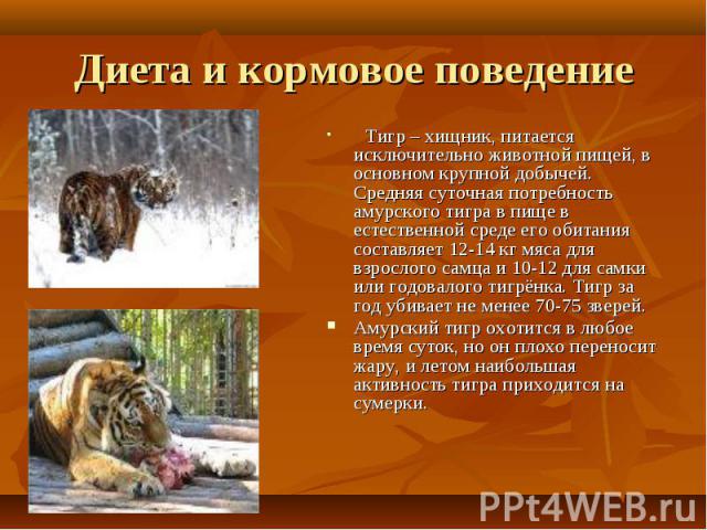 Тигр – хищник, питается исключительно животной пищей, в основном крупной добычей. Средняя суточная потребность амурского тигра в пище в естественной среде его обитания составляет 12-14 кг мяса для взрослого самца и 10-12 для самки или годовалого тиг…