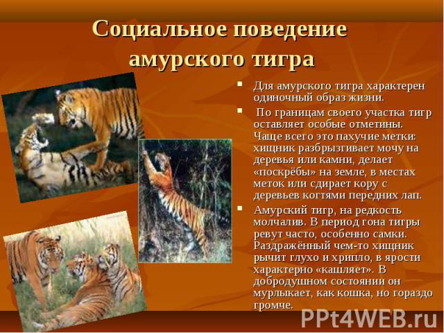 Для амурского тигра характерен одиночный образ жизни. Для амурского тигра характерен одиночный образ жизни. По границам своего участка тигр оставляет особые отметины. Чаще всего это пахучие метки: хищник разбрызгивает мочу на деревья или камни, дела…