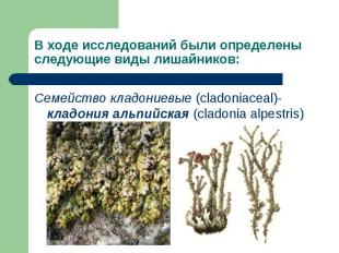 Семейство кладониевые (cladoniaceal)- кладония альпийская (cladonia alpestris) С