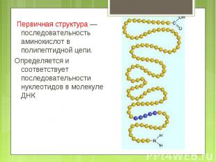 Первичная структура — последовательность аминокислот в полипептидной цепи. Опред