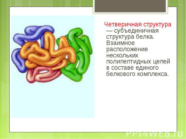 Четверичная структура — субъединичная структура белка. Взаимное расположение нескольких полипептидных цепей в составе единого белкового комплекса. Четверичная структура — субъединичная структура белка. Взаимное расположение нескольких полипептидных …
