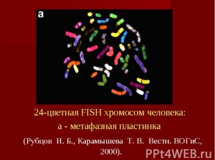 24-цветная FISH хромосом человека: a - метафазная пластинка (Рубцов&nbsp; Н. Б.,