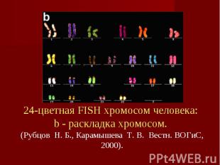 24-цветная FISH хромосом человека: b - pаскладка хромосом. (Рубцов&nbsp; Н. Б.,