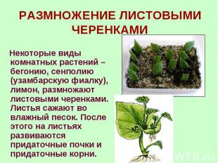 Некоторые виды комнатных растений – бегонию, сенполию (узамбарскую фиалку), лимо