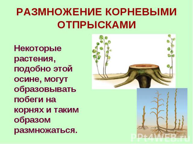 Некоторые растения, подобно этой осине, могут образовывать побеги на корнях и таким образом размножаться. Некоторые растения, подобно этой осине, могут образовывать побеги на корнях и таким образом размножаться.