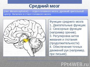 Средний мозг