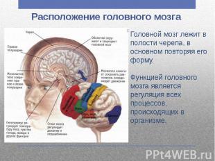 Расположение головного мозга