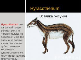 Hyracotherium Hyracotherium жил на мягкой почве вблизи рек. По четыре пальца на