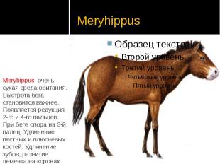 Meryhippus Meryhippus очень сухая среда обитания. Быстрота бега становится важне