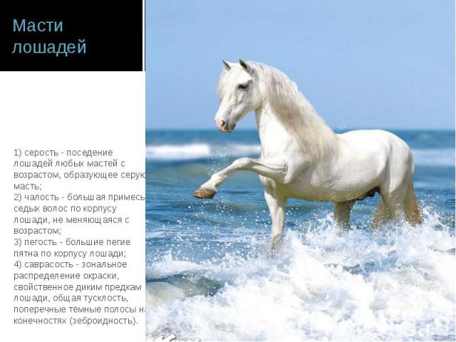 Рассмотрите фотографию серой с мелкими белыми пятнами лошади выберите характеристики соответствующие