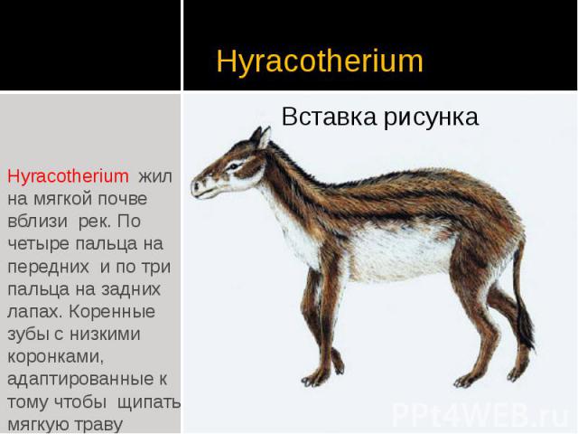 Hyracotherium Hyracotherium жил на мягкой почве вблизи рек. По четыре пальца на передних и по три пальца на задних лапах. Коренные зубы с низкими коронками, адаптированные к тому чтобы щипать мягкую траву