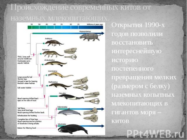 Происхождение современных китов от наземных млекопитающих.