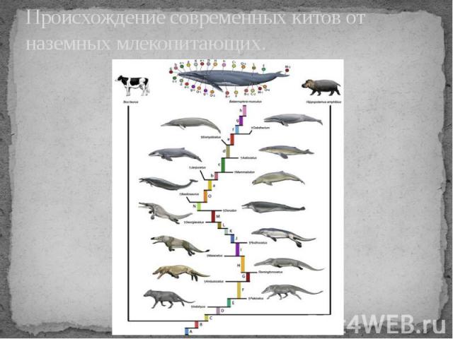 Происхождение современных китов от наземных млекопитающих.