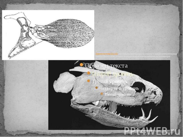 Древние кистеперые рыбы имели плавники, строение которых было схожим со строением конечностей наземных животных. Принято считать, что первые земноводные были потомками вышедших на сушу кистеперых рыб.